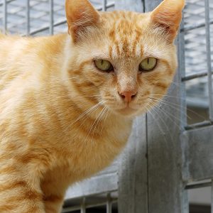 !SOS FIV+!Preston – Mâle, né le 01/07/25