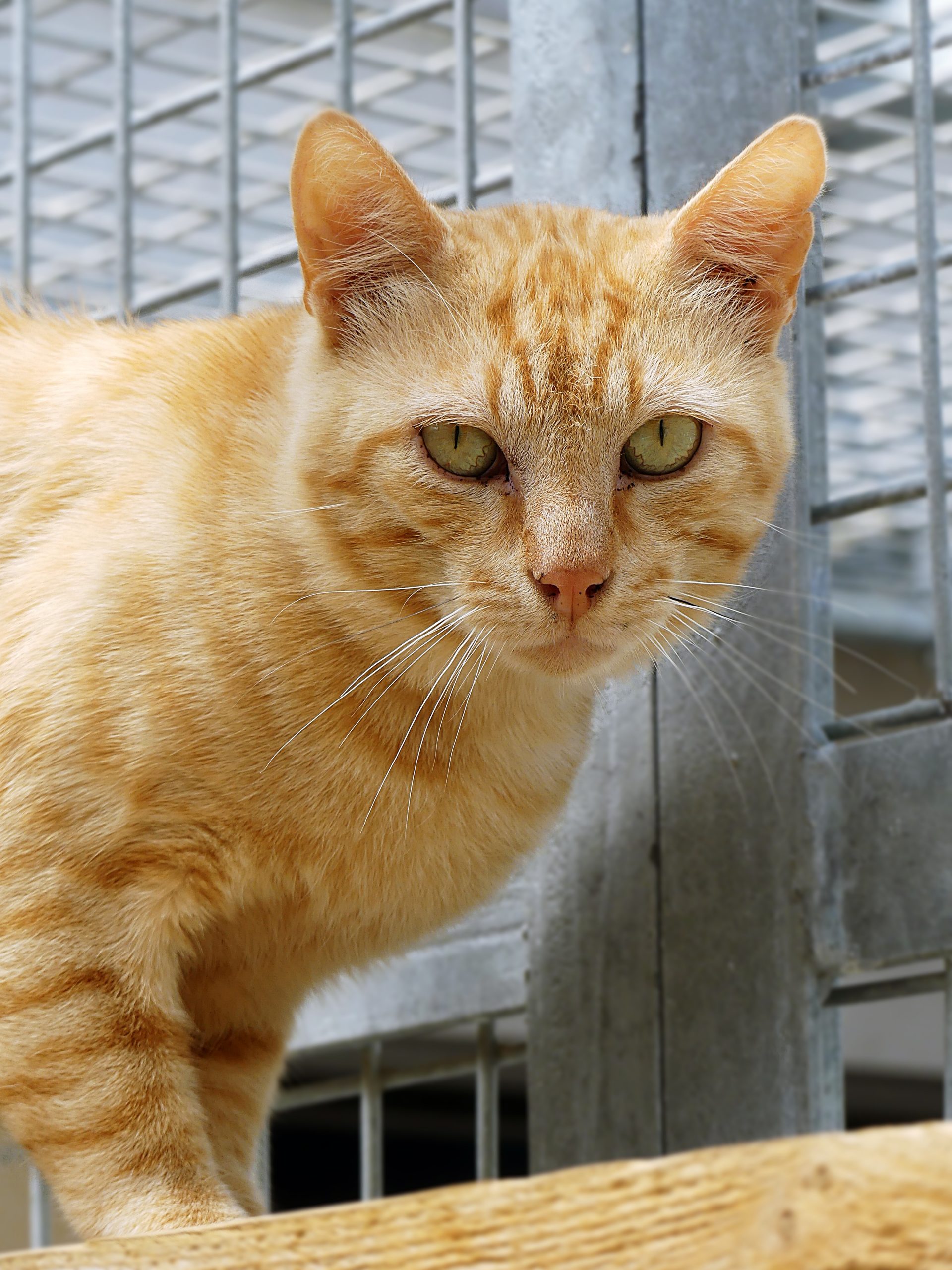 !SOS FIV+!Preston – Mâle, né le 01/07/25