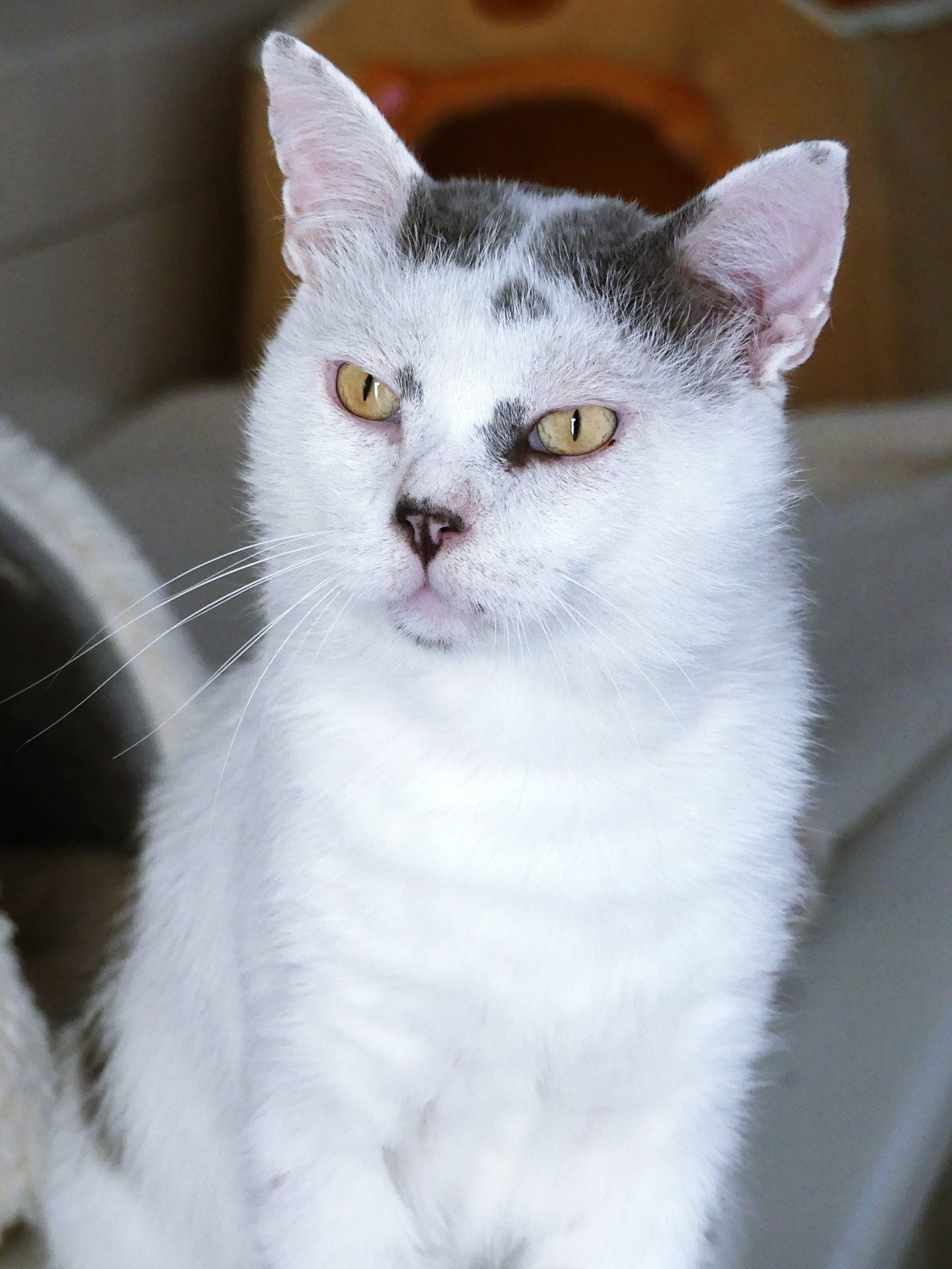 !SOS FIV+! Ralph – Mâle, né le 01/05/2020