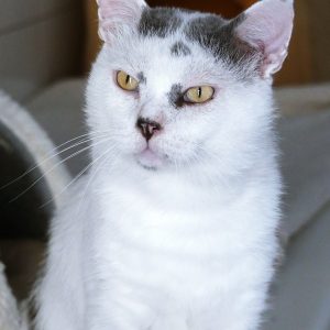 !SOS FIV+! Ralph – Mâle, né le 01/05/2020