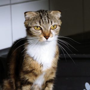 Mitsu – Femelle, née le 01/01/26