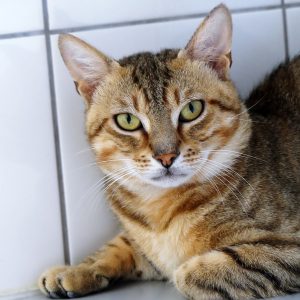 Maximus – Mâle, né le 01/06/24