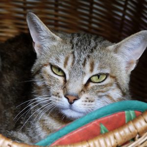 Halie – Femelle, née le 01/06/25