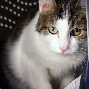 !SOS Sénior! Sheba – Mâle, né le 22/5/2016