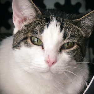 Bully – Femelle, née le 1/1/2017 – Adoption binôme avec Blacky
