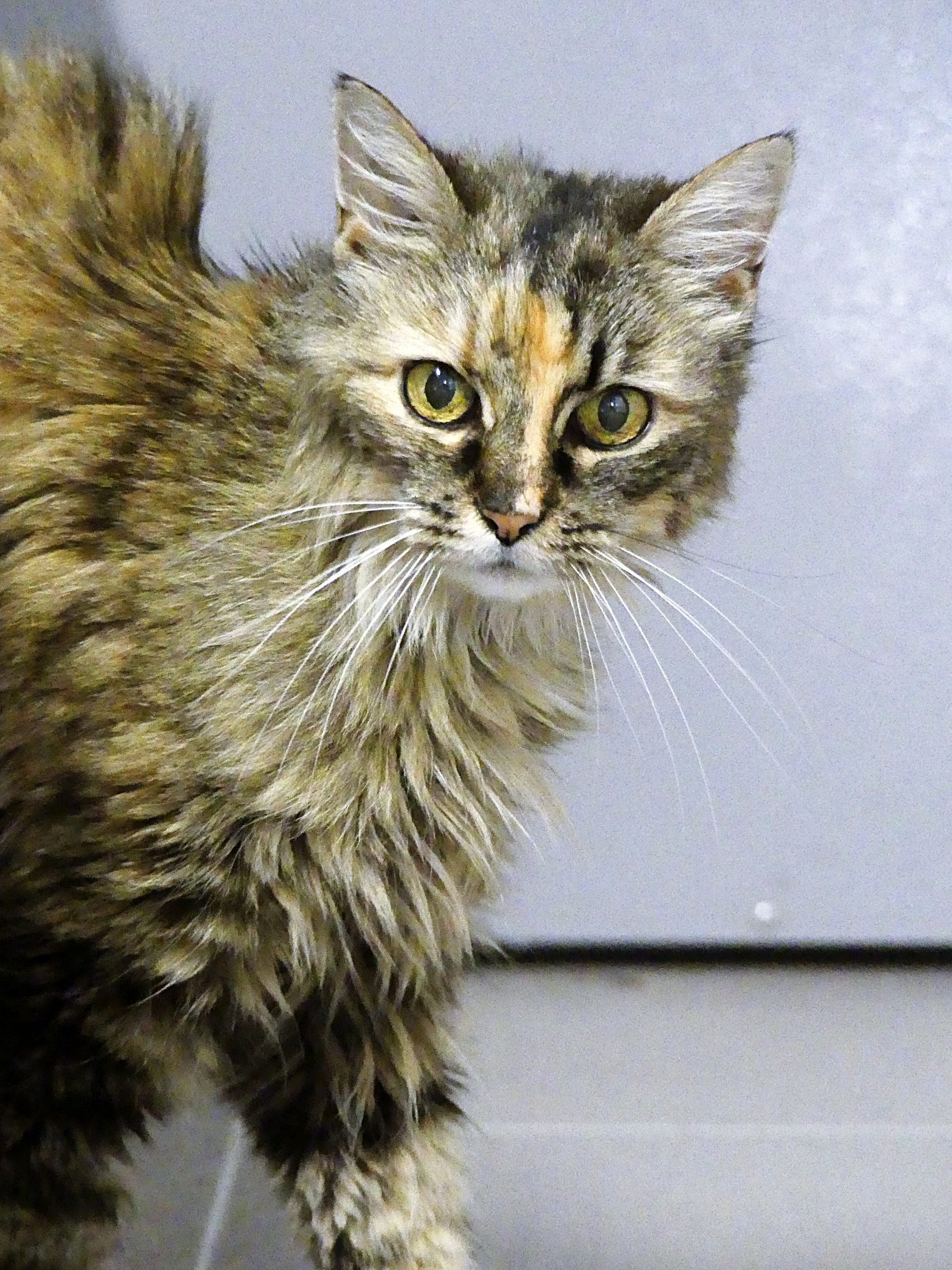 !SOS Sénior! Litchi – Femelle, 15ans