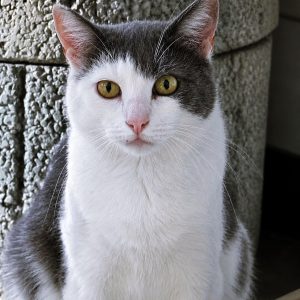 Pirate – Femelle, née le 01/03/23