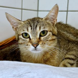 Piper – Femelle, née le 01/10/25