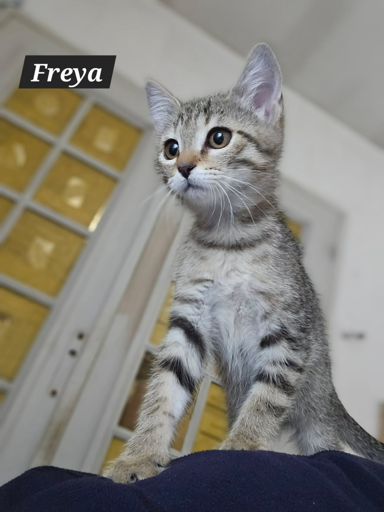 Freya