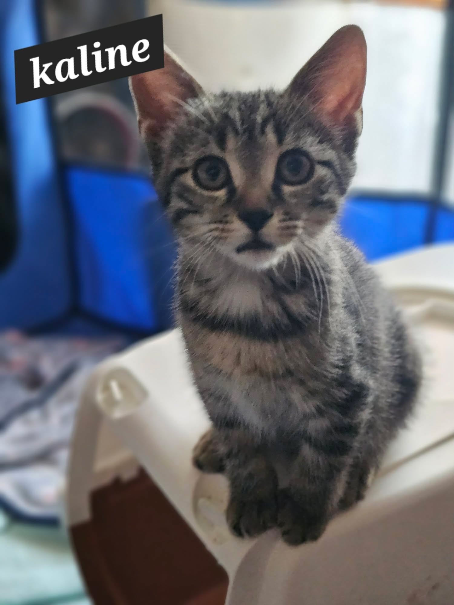 kaline
