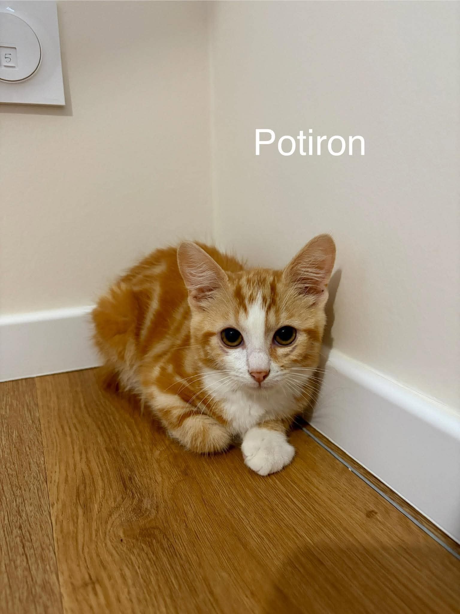 Potiron