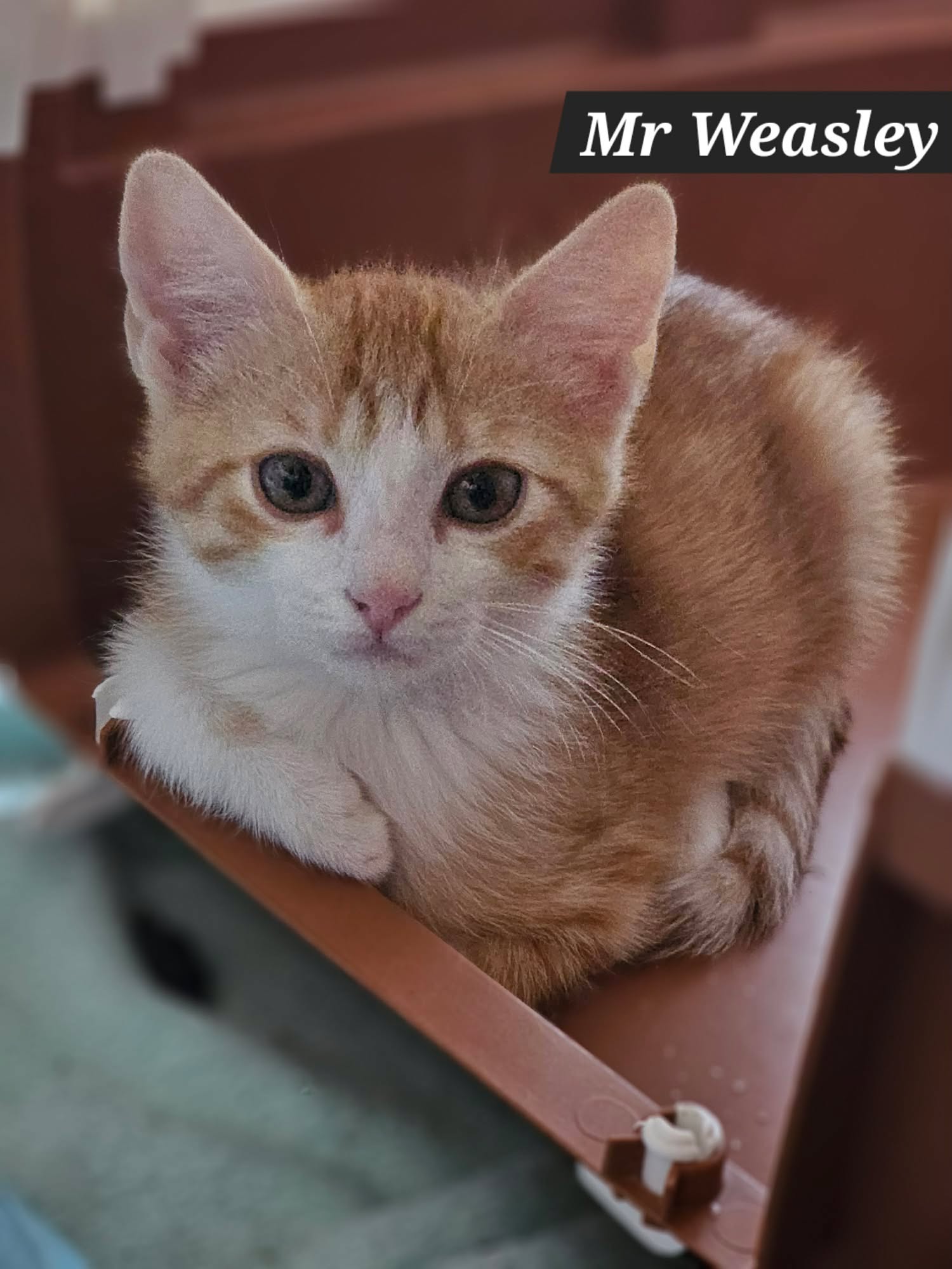 Mr Weasley