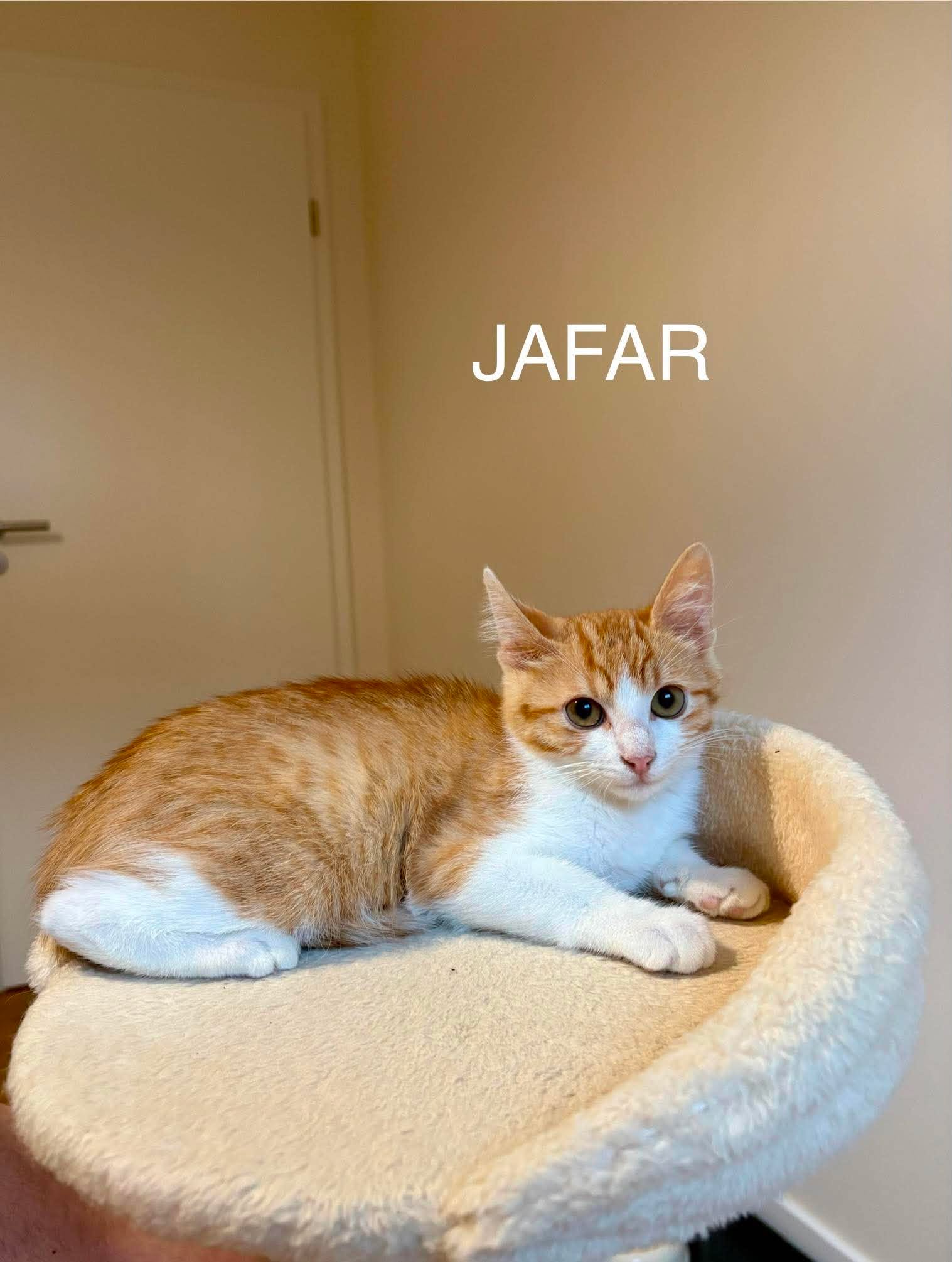 Jafar