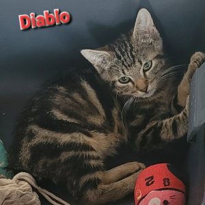 Diablo