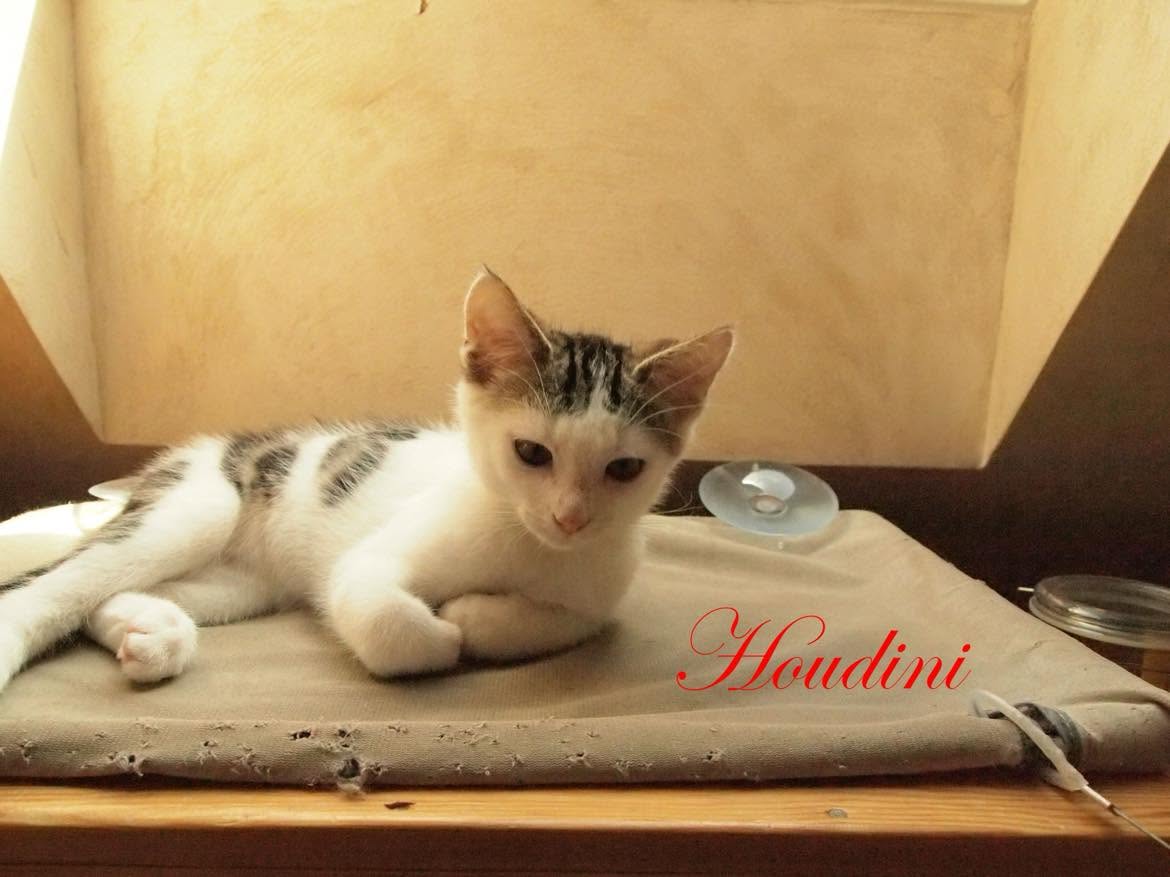 Houdini