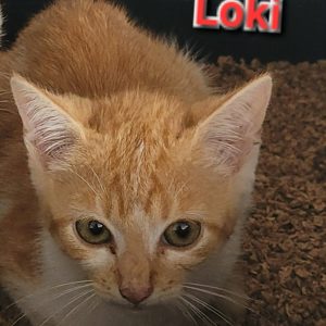 Loki