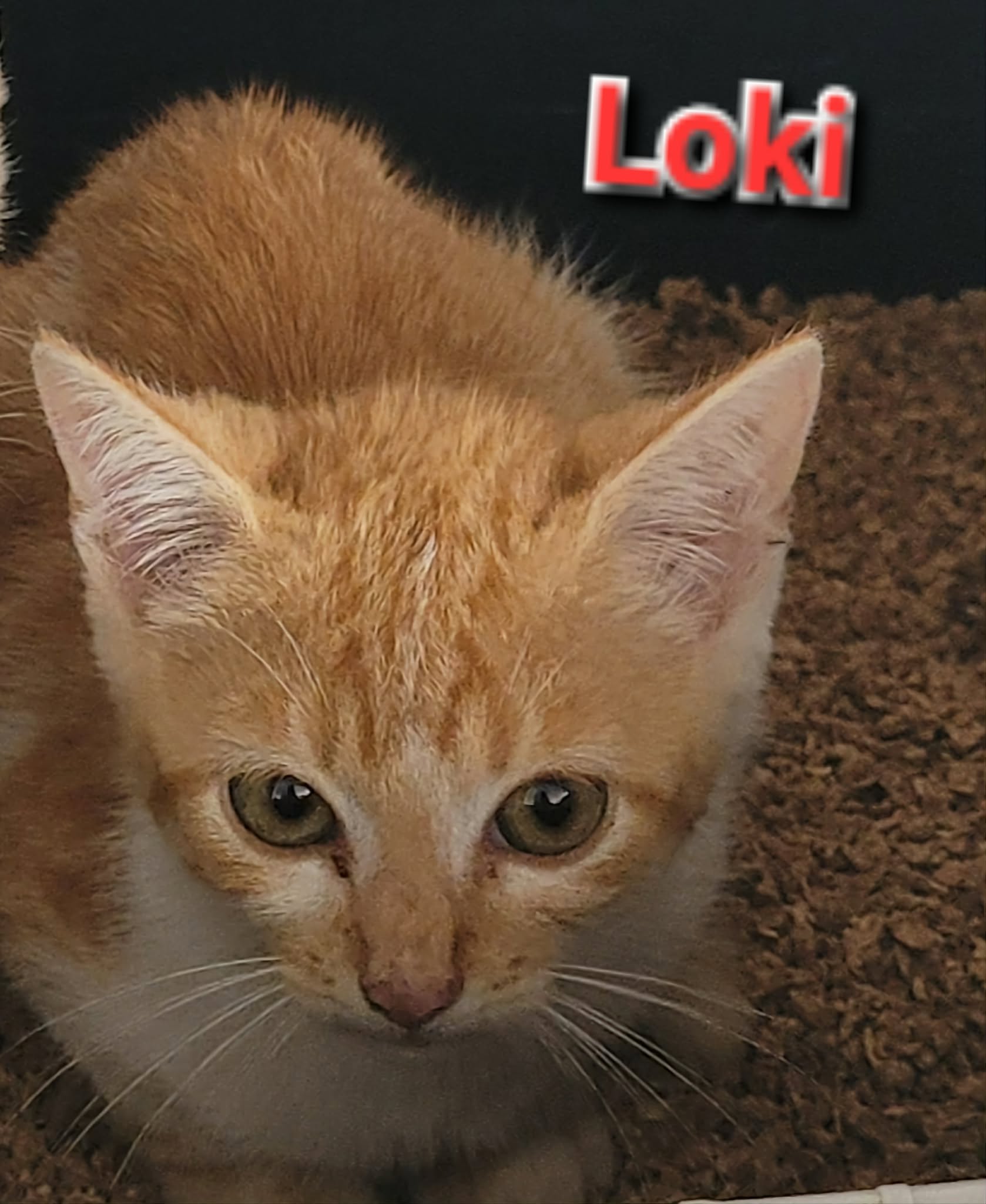 Loki