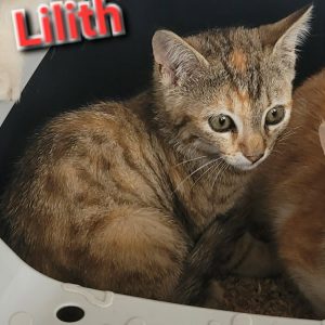 Lilith