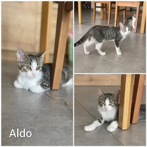 Aldo