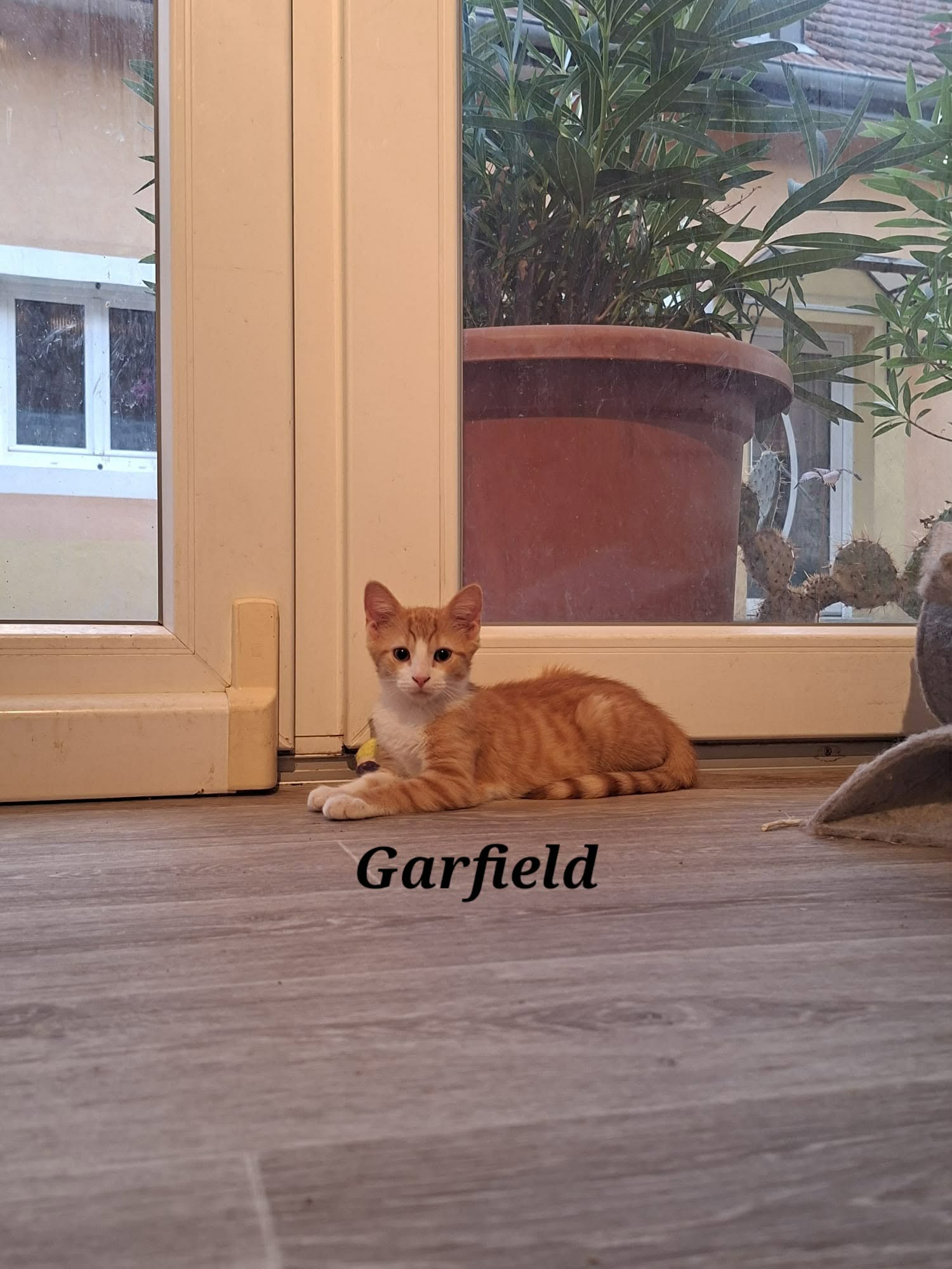 Garfield