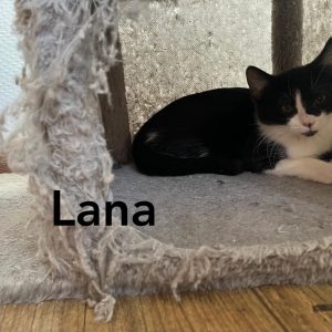Lana
