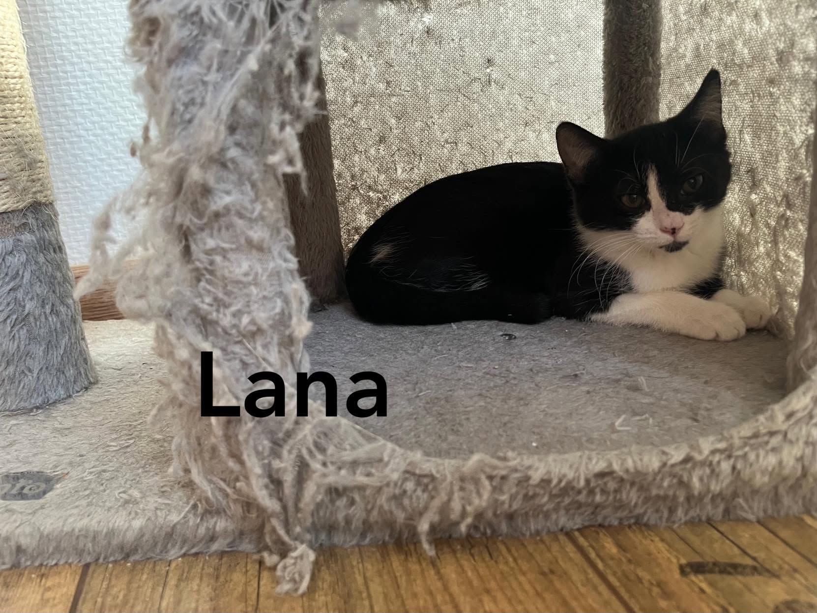 Lana