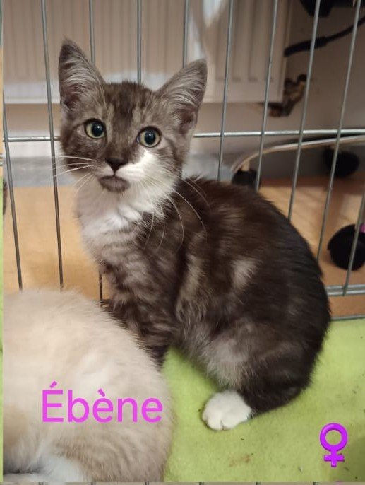 Ebène