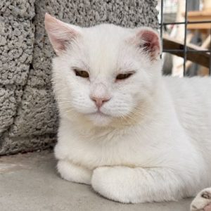 !SOS Sénior et FIV+! Uther – Mâle, né le 01/08/14