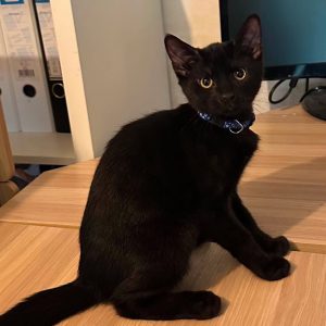 Léo