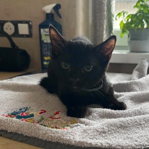 Max
