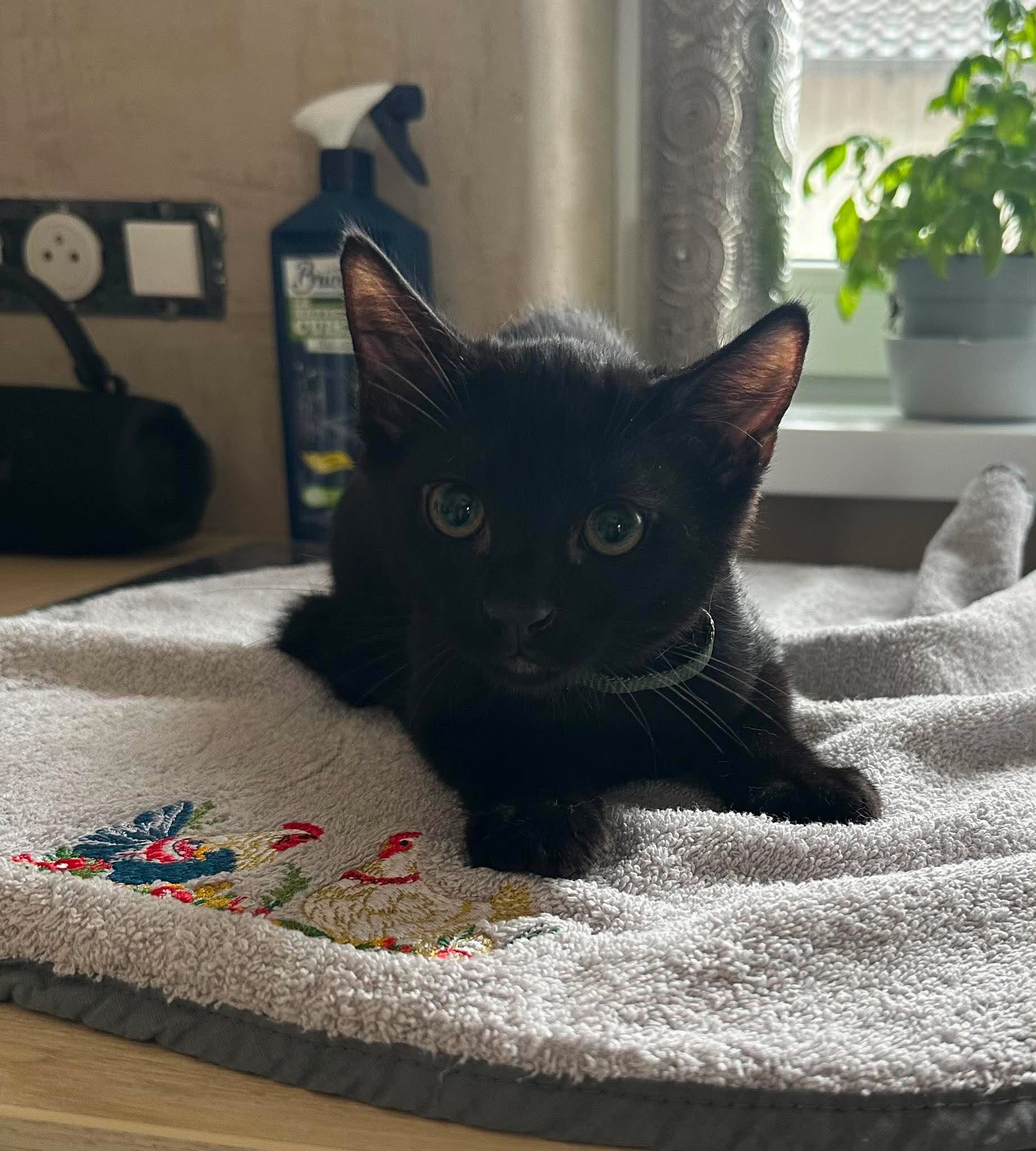 Max