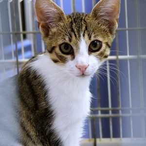 Minus – Mâle, chaton de 5 mois