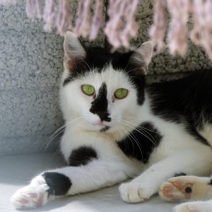 Pickle – Mâle, né le 01/08/2018