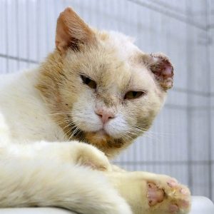 !SOS Sénior et FIV+! Uther – Mâle, né le 01/08/14