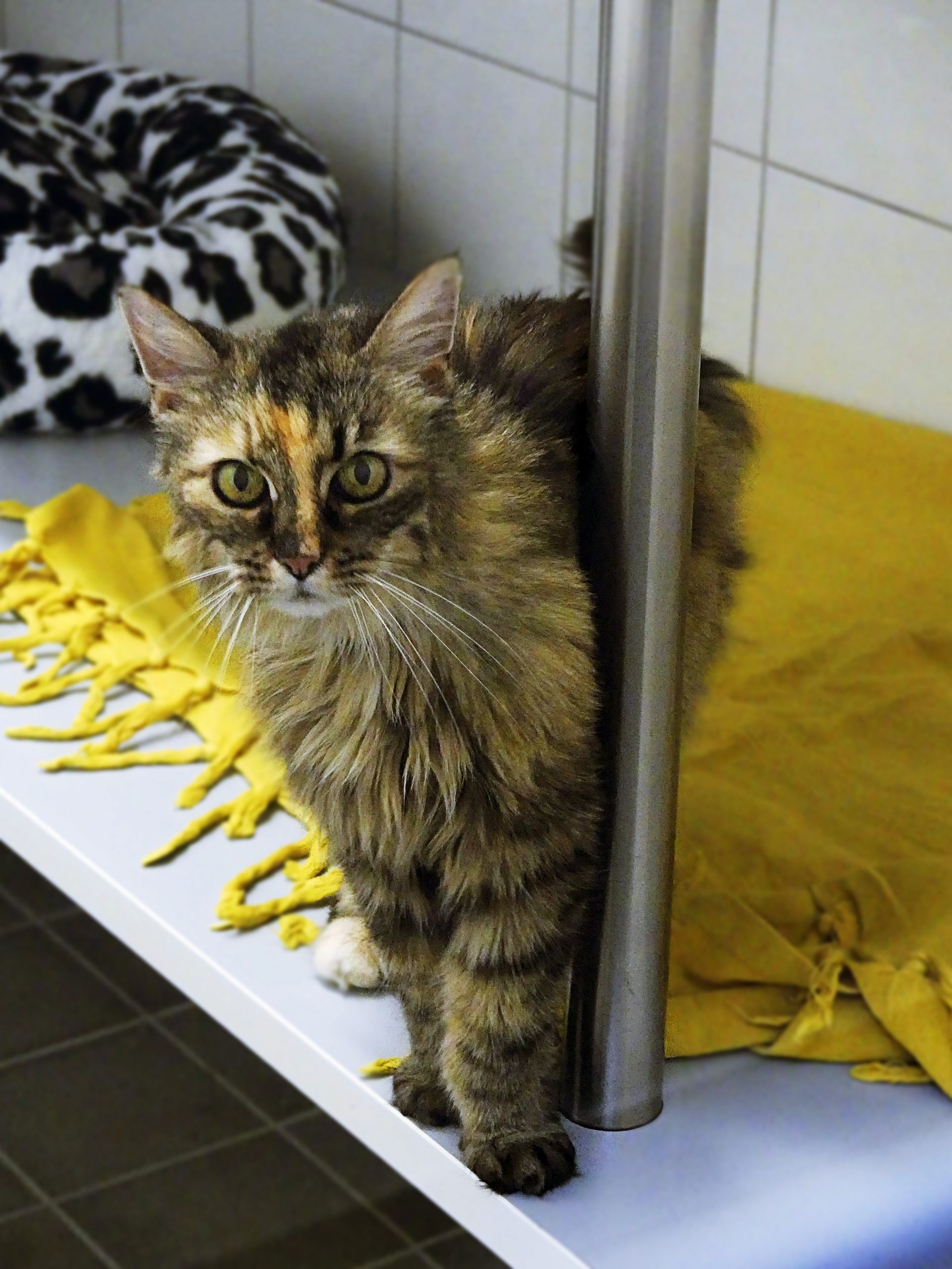 !SOS Sénior! Litchi – Femelle, 15 ans (sans autres chats)