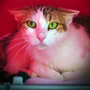 Evy – Femelle, née le 1/1/2025