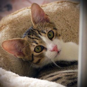 Minus – Mâle, chaton de 5 mois