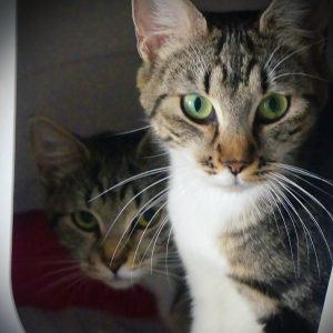 Cara et Mel – Femelles, nées le 1/8/2024 et le 1/2/2025 – Adoption duo