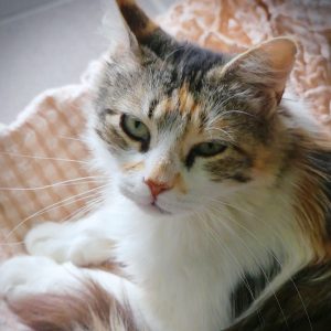 Elura – Femelle, née le 1/8/2018