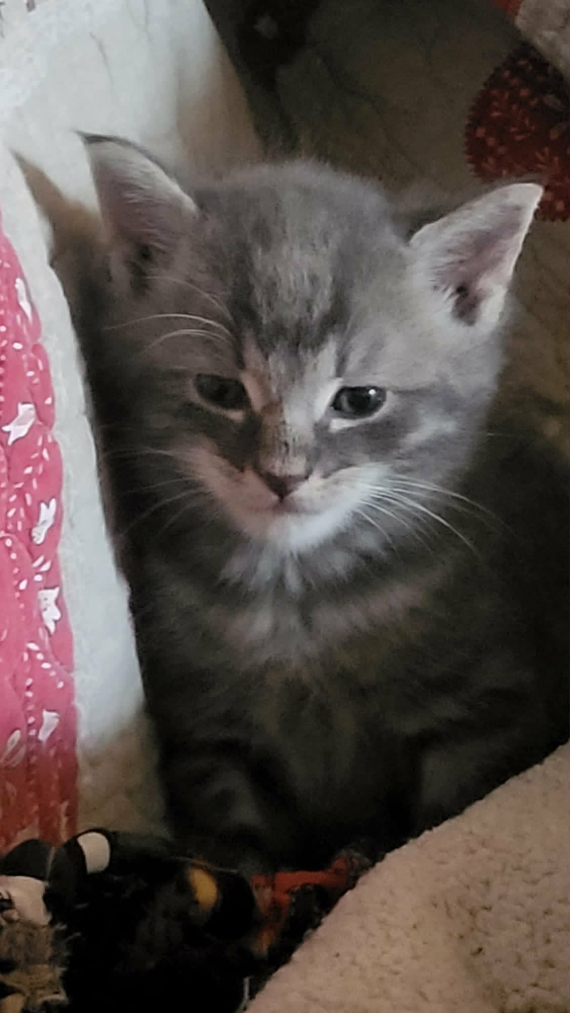 Tigerla