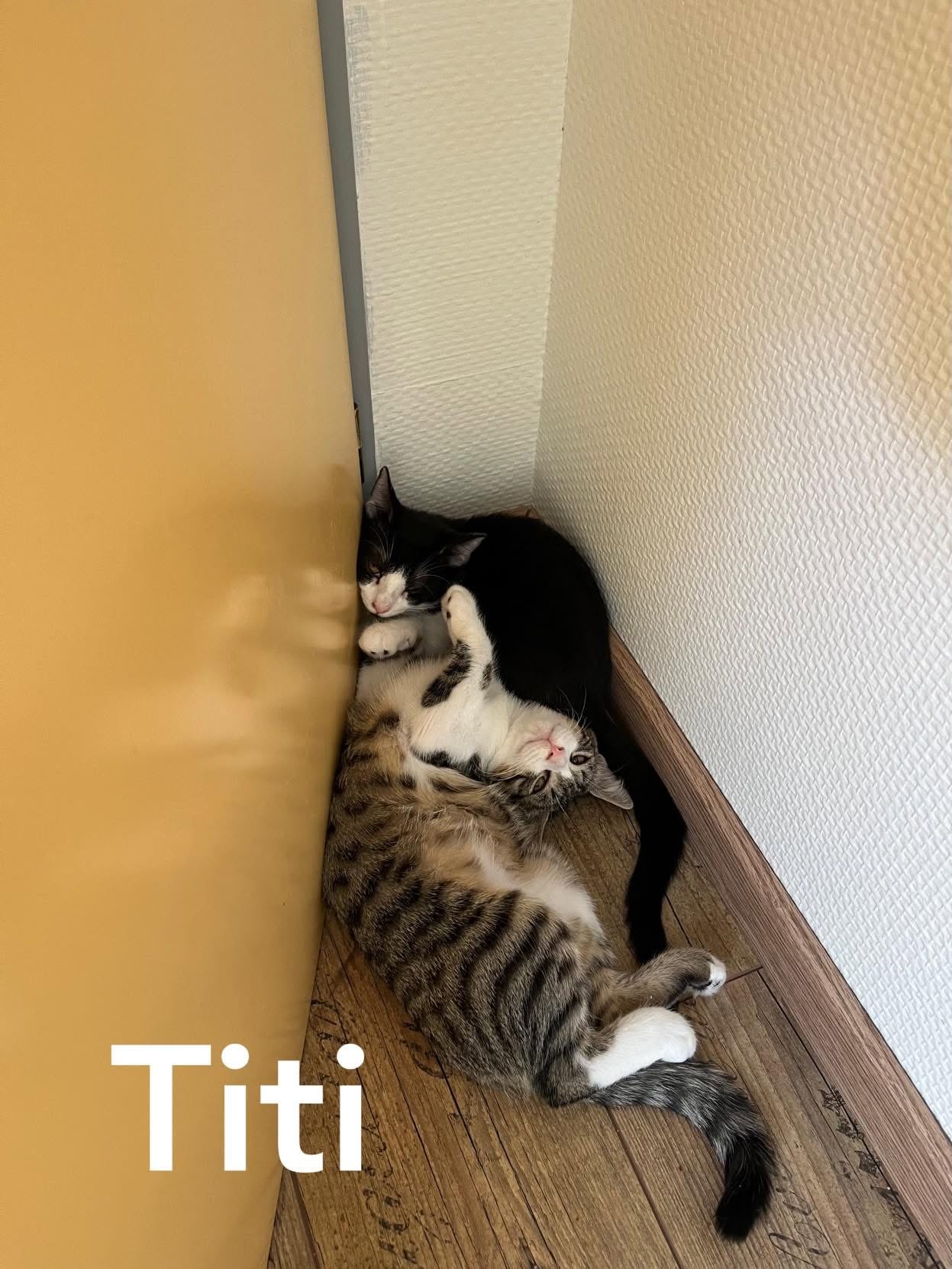 Titi  (tigré et blanc )