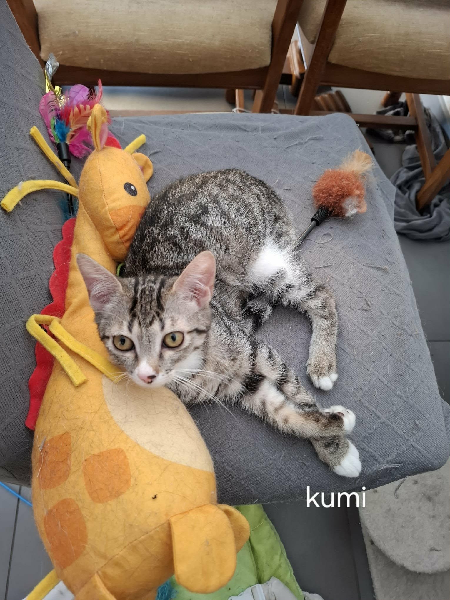 Kumi