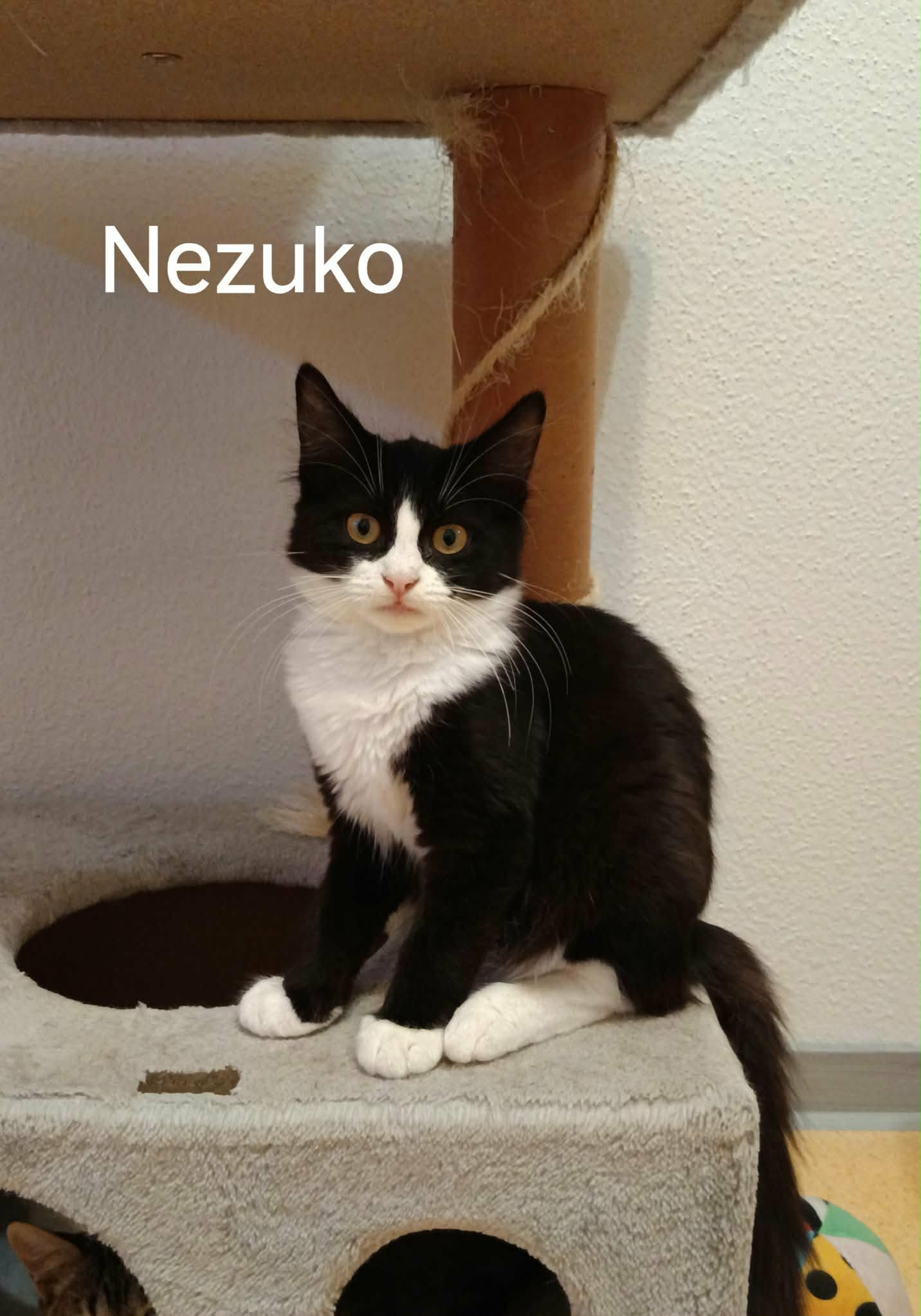 Nezuko