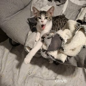 Oliver