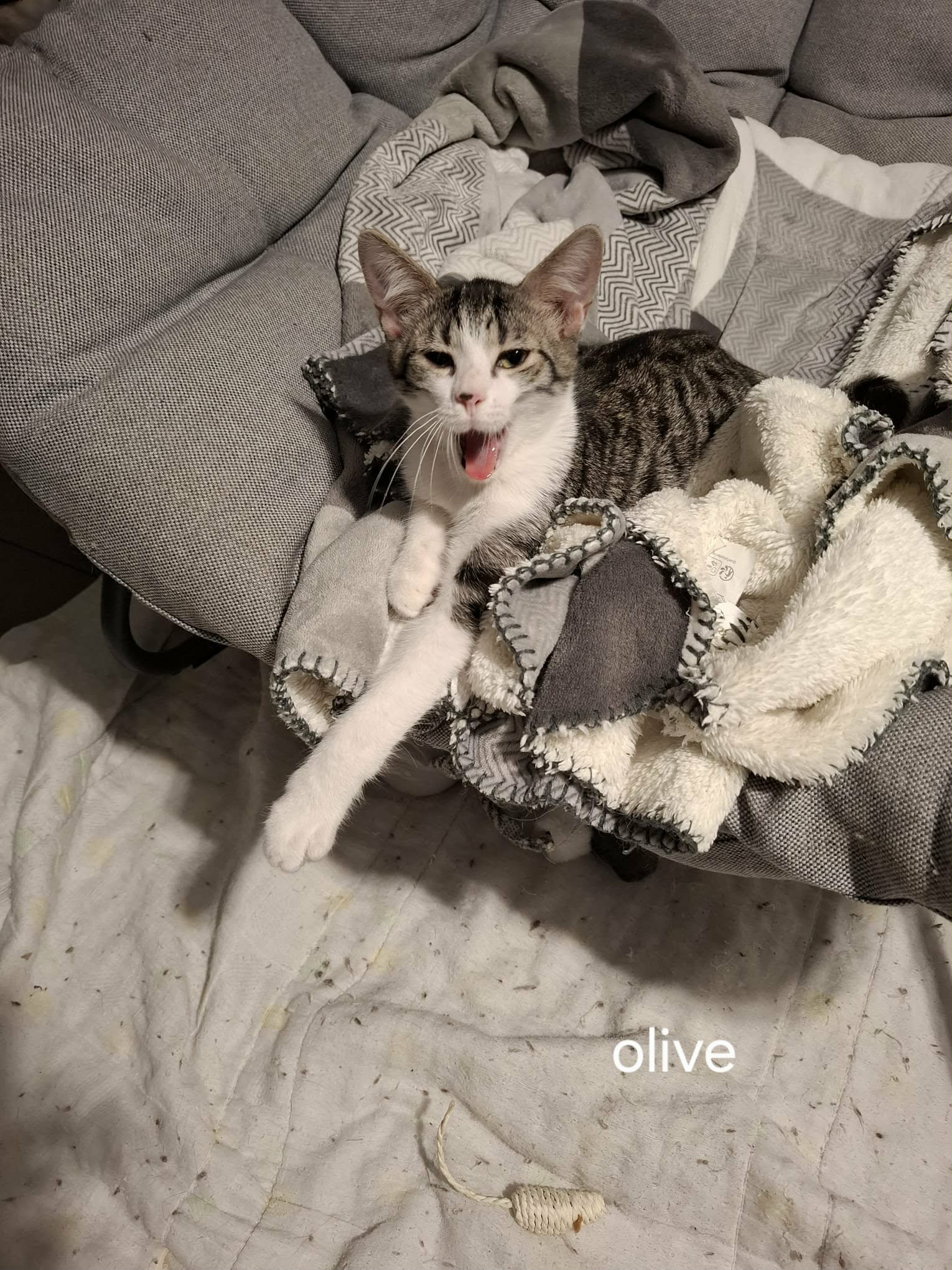 Olive