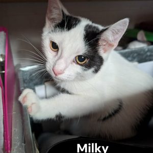 Milky