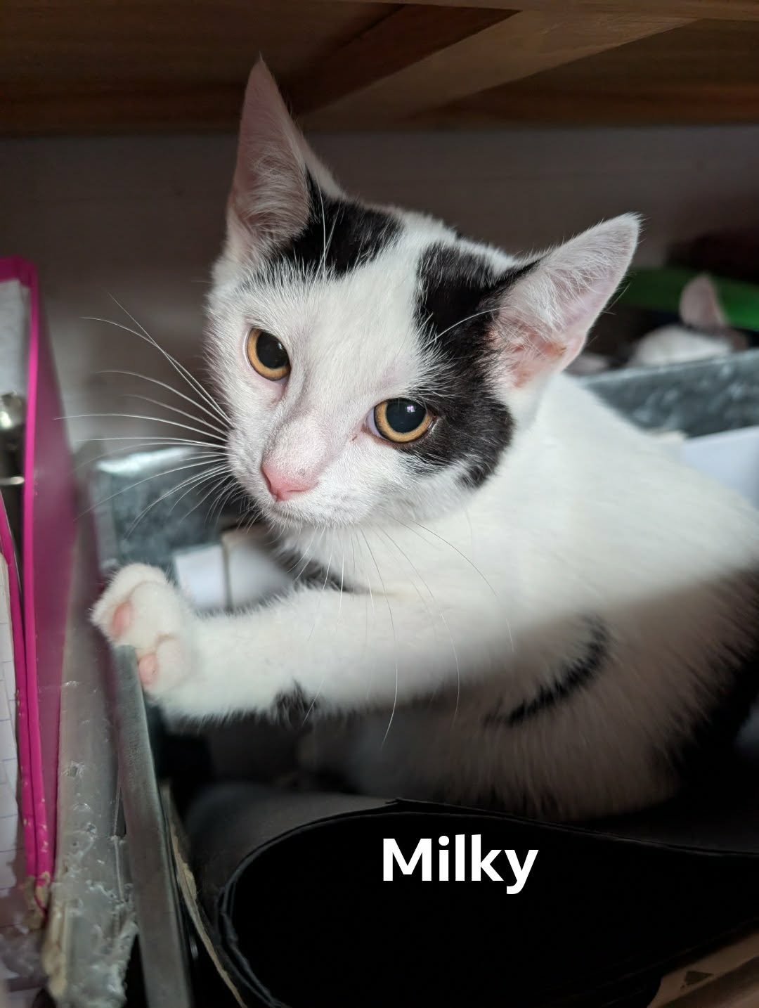 Milky