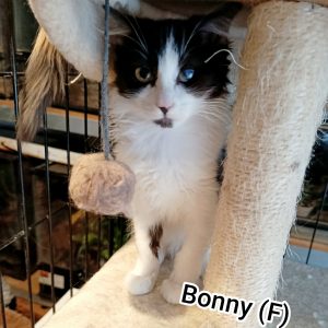 Bonny