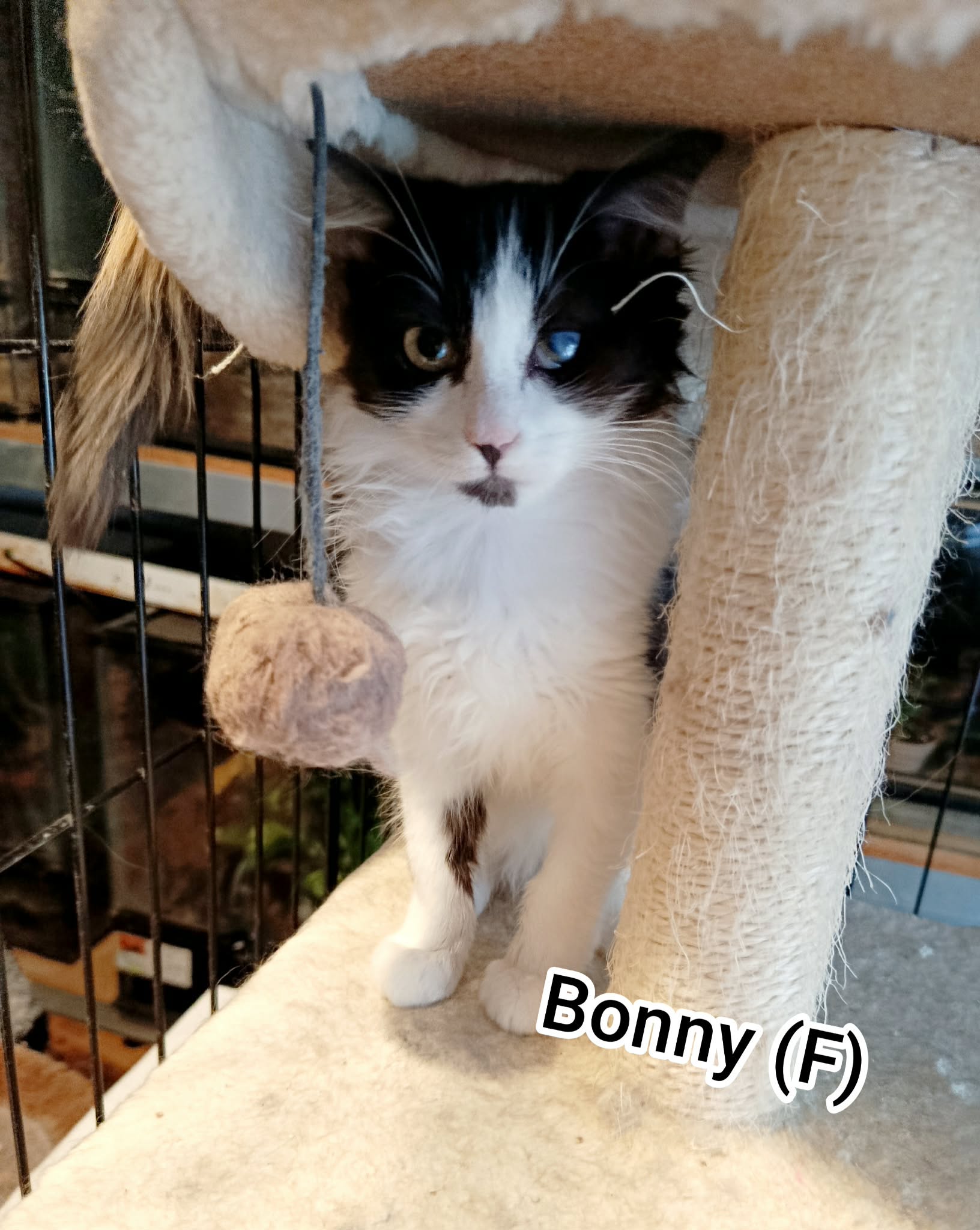 Bonny