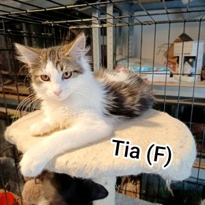Tia